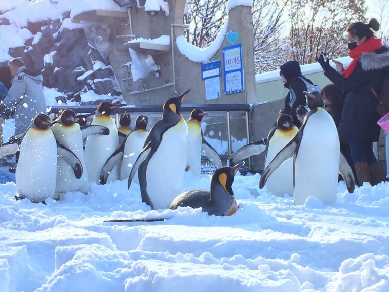 旭山動物園ペンギンのお散歩