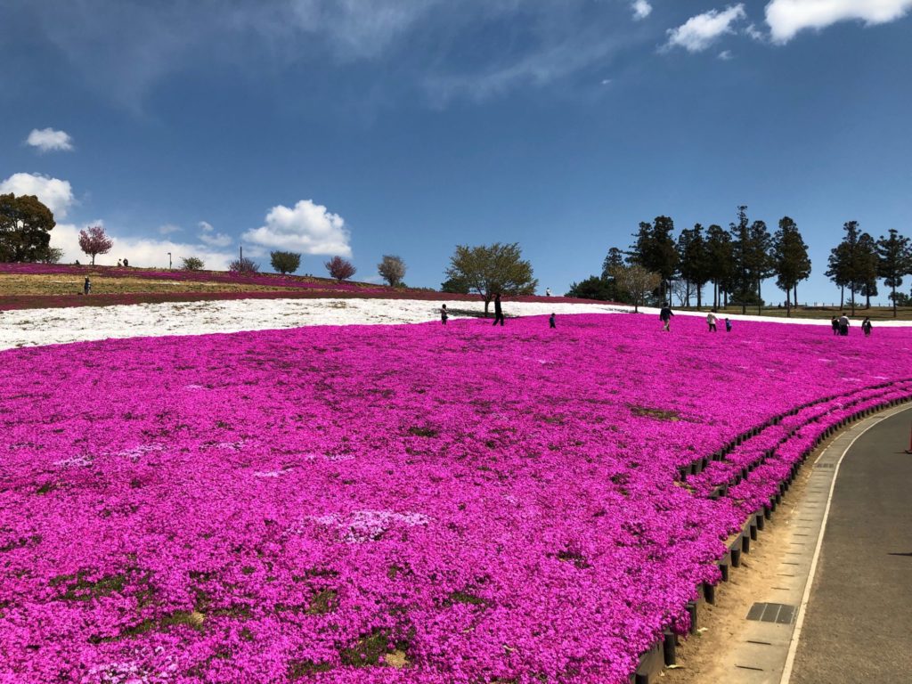 群馬県太田市の芝桜まつり 4月が見頃です やさしい内科医のカルテ